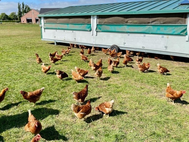 Chicken Caravan  